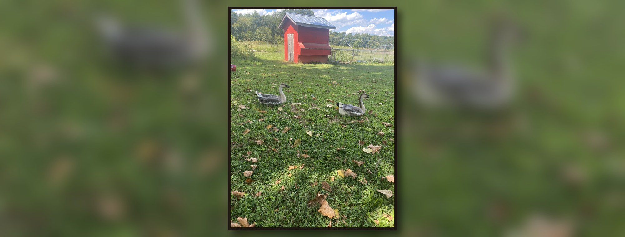 Feathered Circus Co real backyard flock photo 1