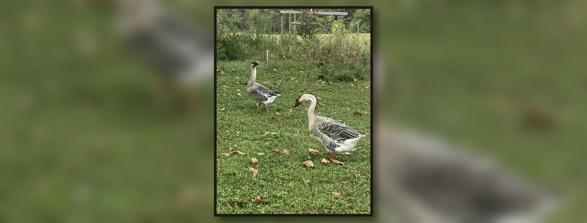 Feathered Circus Co real backyard flock photo 2