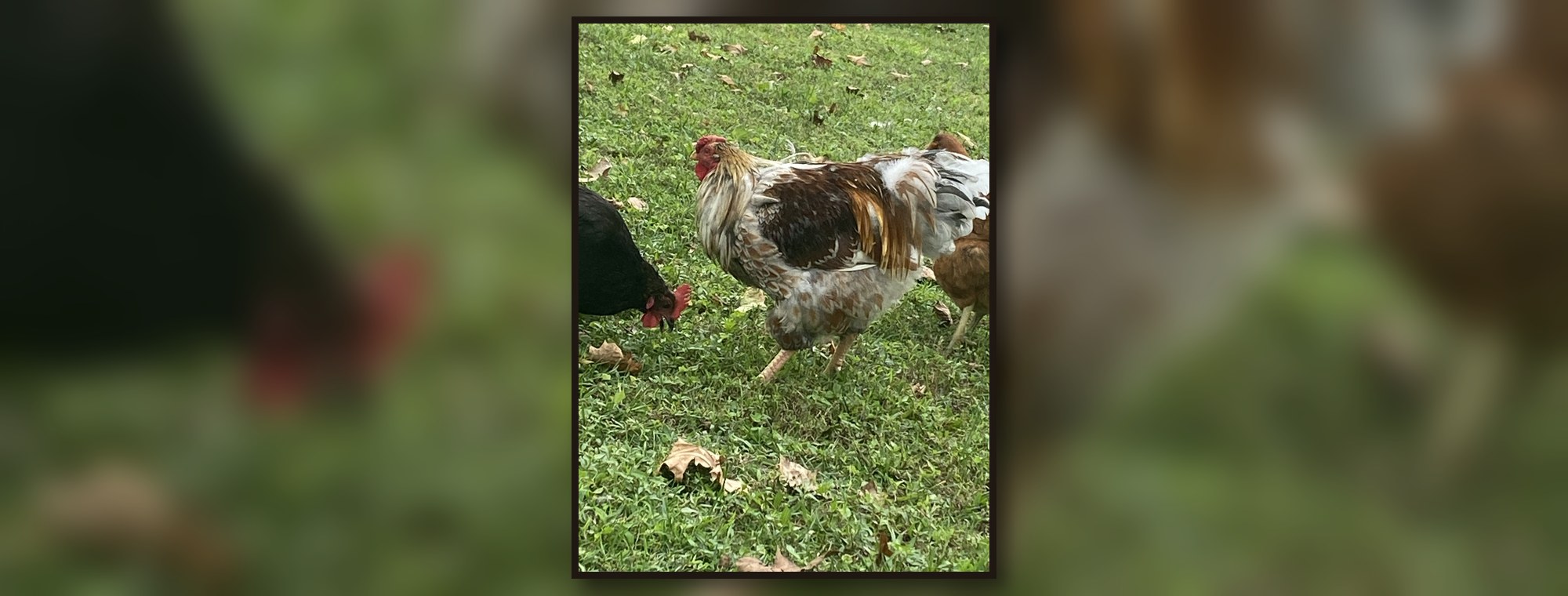 Feathered Circus Co real backyard flock photo 4