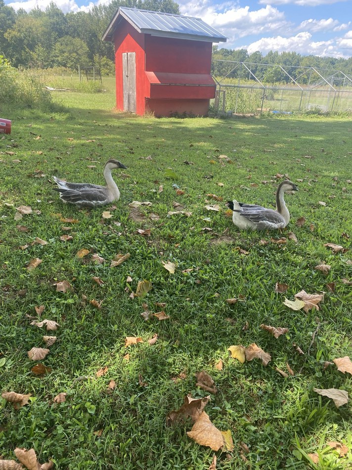 Real Feathered Circus Co backyard flock photo 1