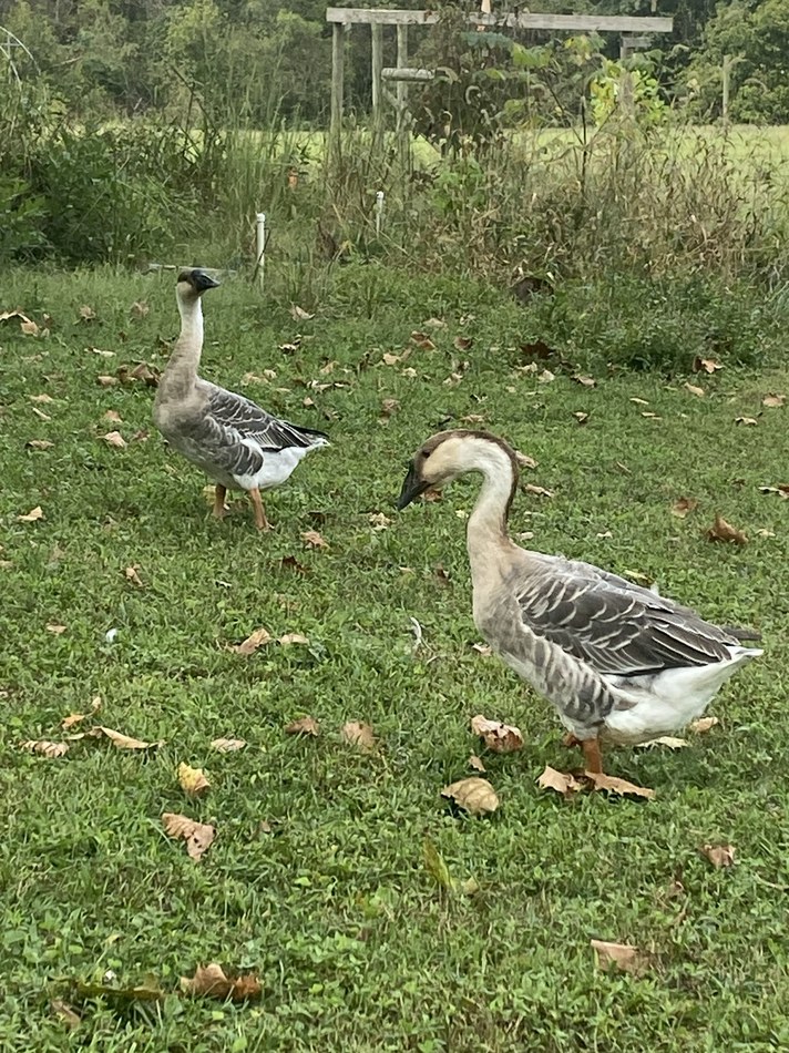 Real Feathered Circus Co backyard flock photo 2