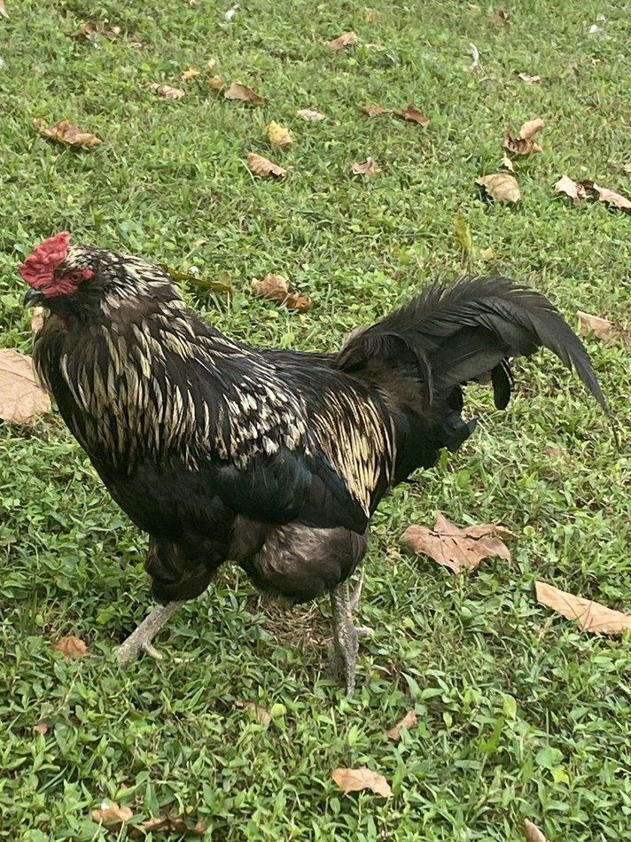 Real Feathered Circus Co backyard flock photo 3
