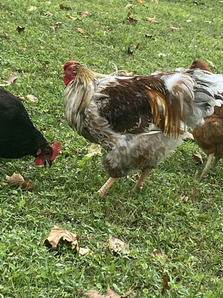Real Feathered Circus Co backyard flock photo 4
