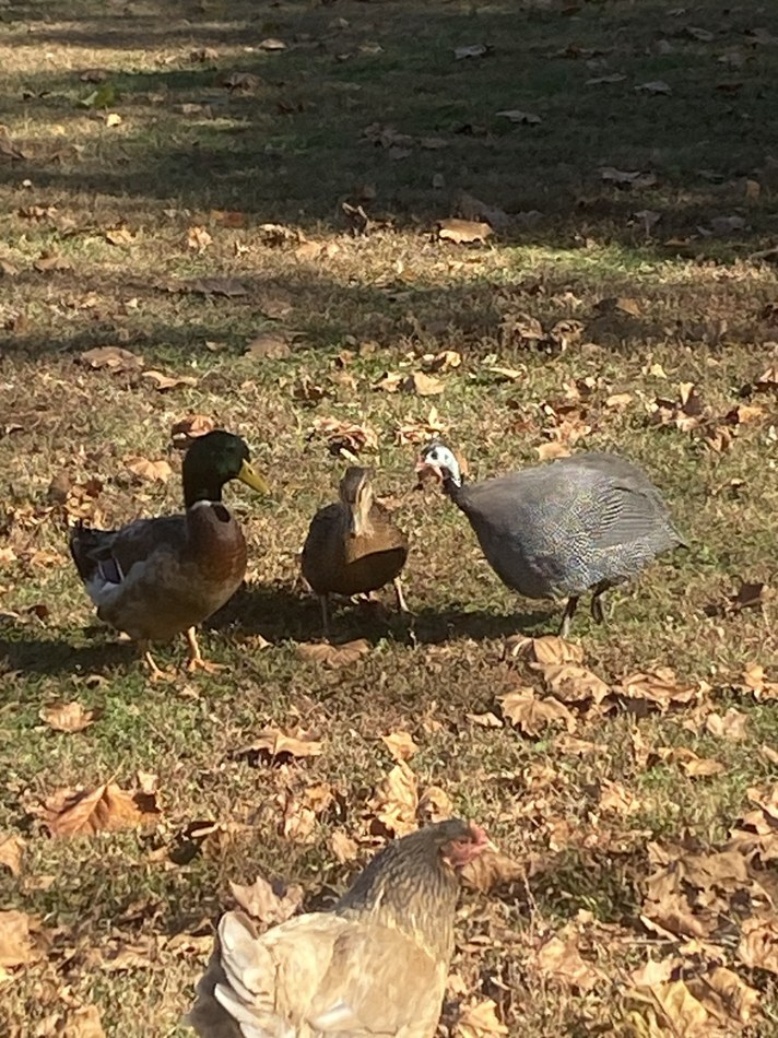 Real Feathered Circus Co backyard flock photo 5